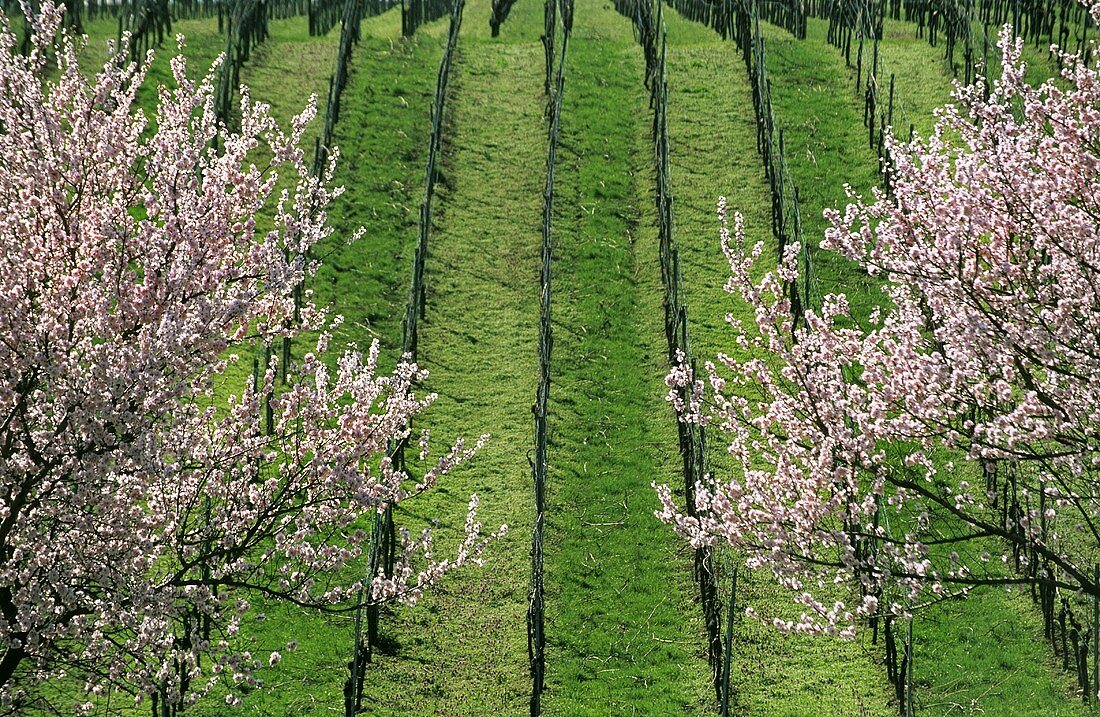 Rebzeilen mit blühenden Mandelbäumen bei Siebeldingen, Pfalz