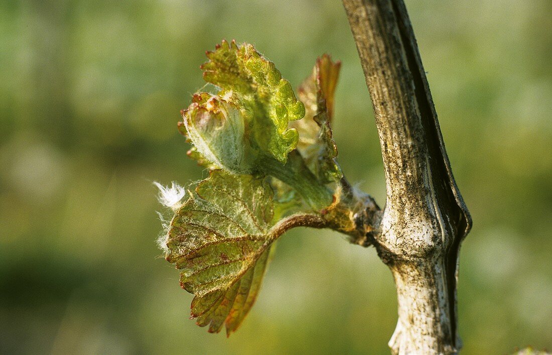 Vine shoot and new leaves (wool stage) in spring