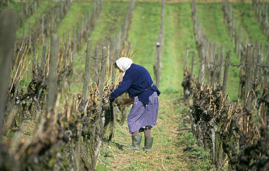 Woman tying in fruiting rods of vines in the Halbbogen system