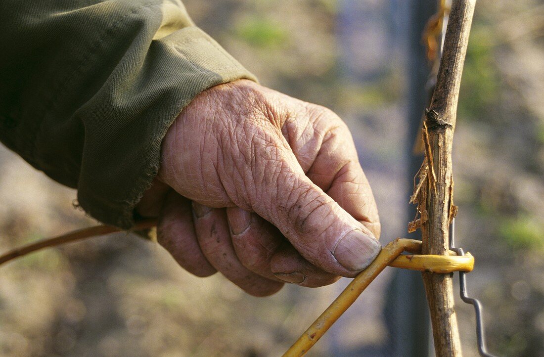 Fruiting rod of vine being tied to wire with willow