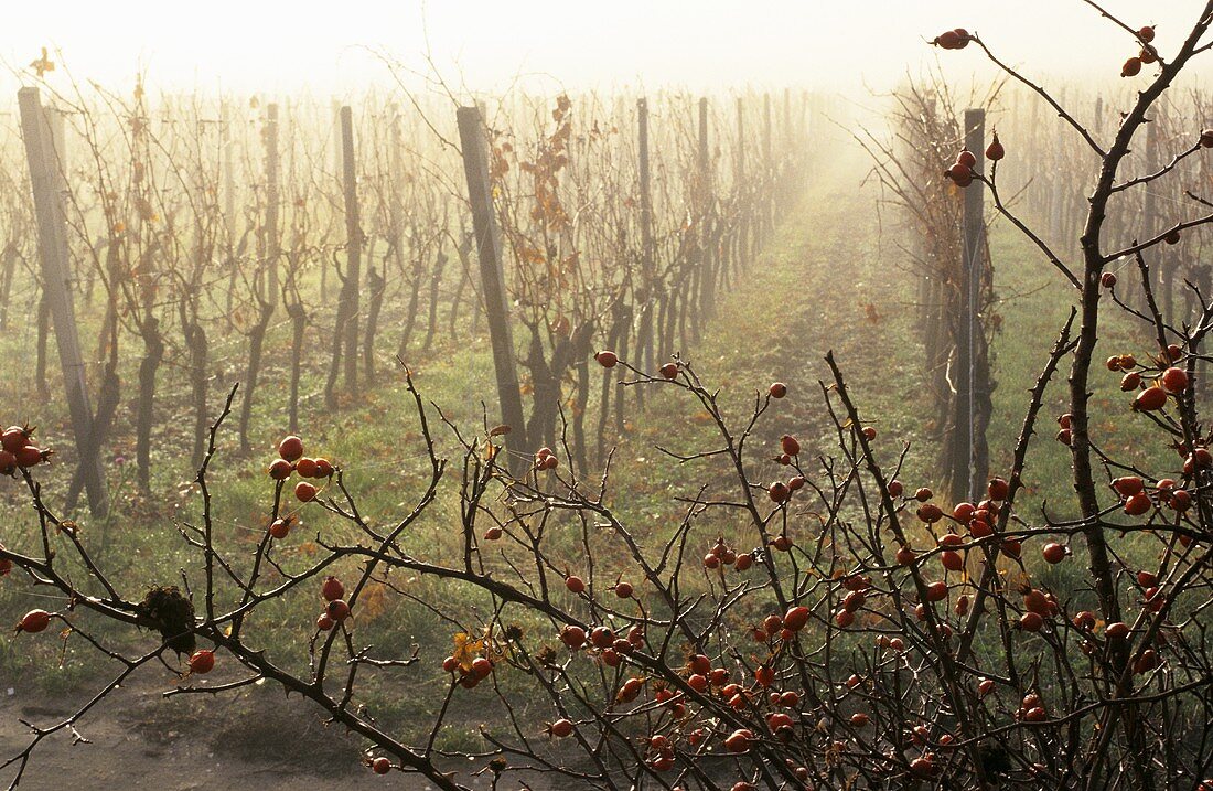 Autumn in a vineyard near Ungstein, Palatinate