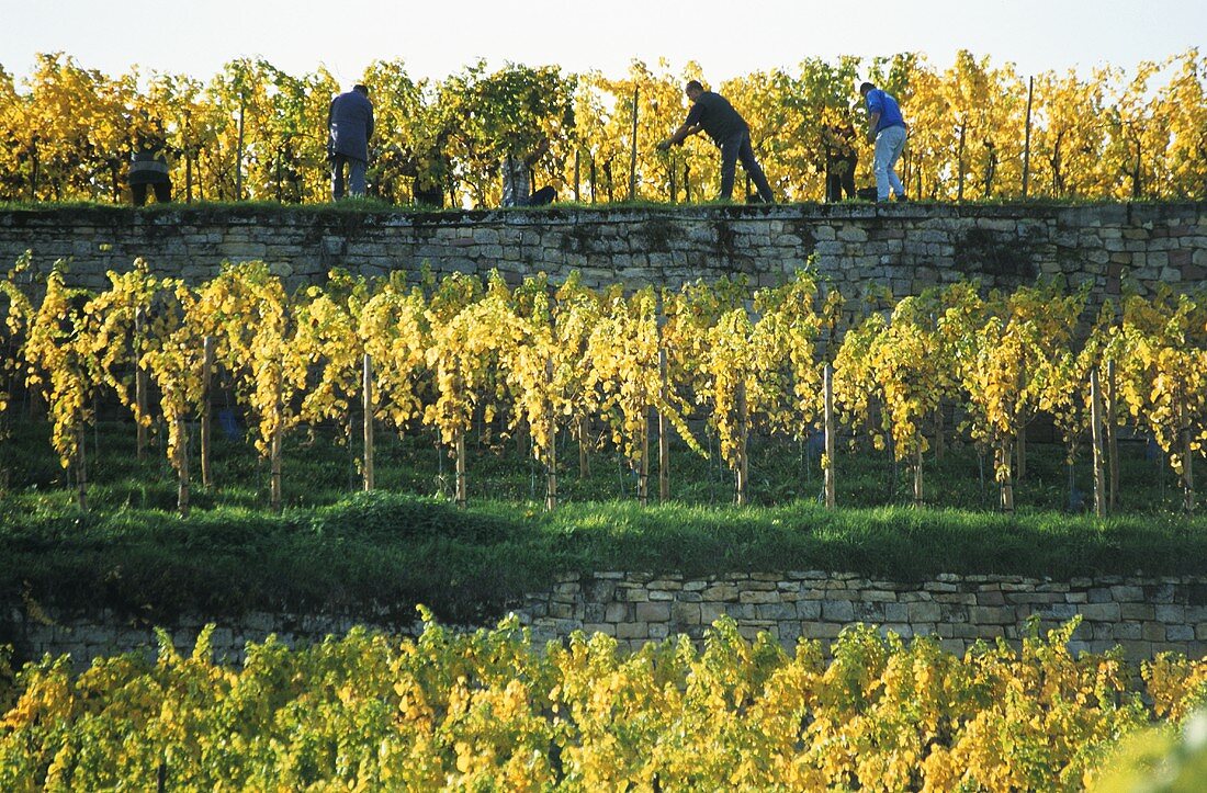Grape picking on vineyard terraces near Bad Dürkheim, Palatinate