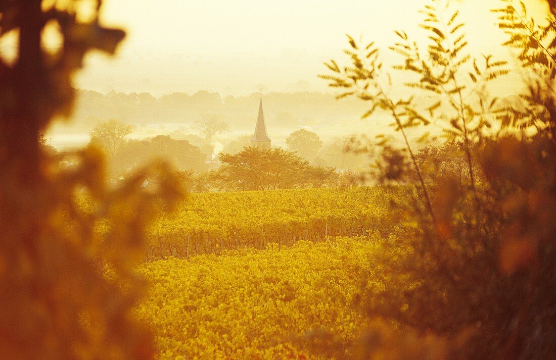 Landscape of vines in autumn with view of Forst, Palatinate