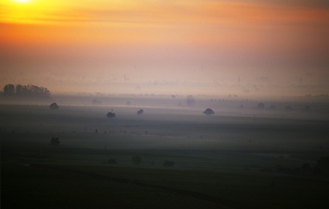 Sunrise over vineyards near Deidesheim, Palatinate