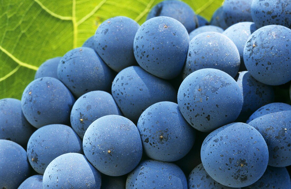 Portugieser grapes with vine leaf