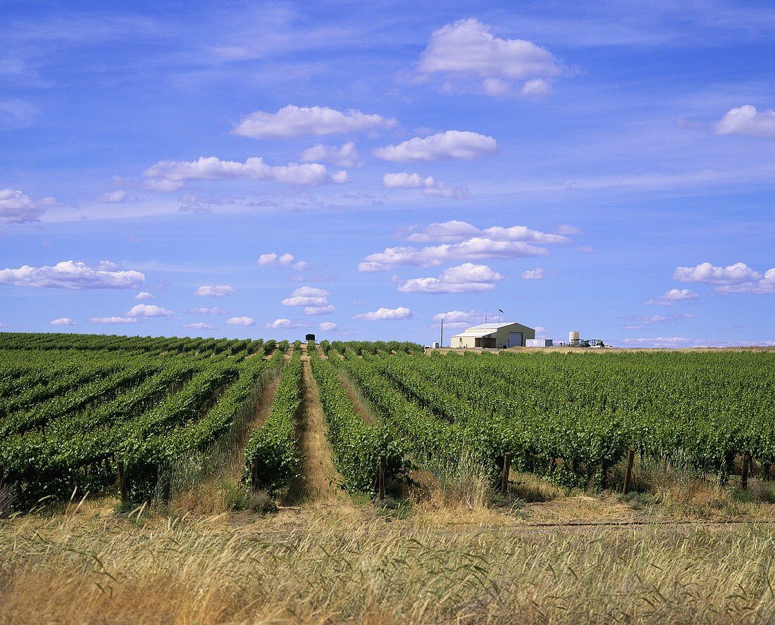 Vineyard of Columbia Crest Winery, Paterson, Washington
