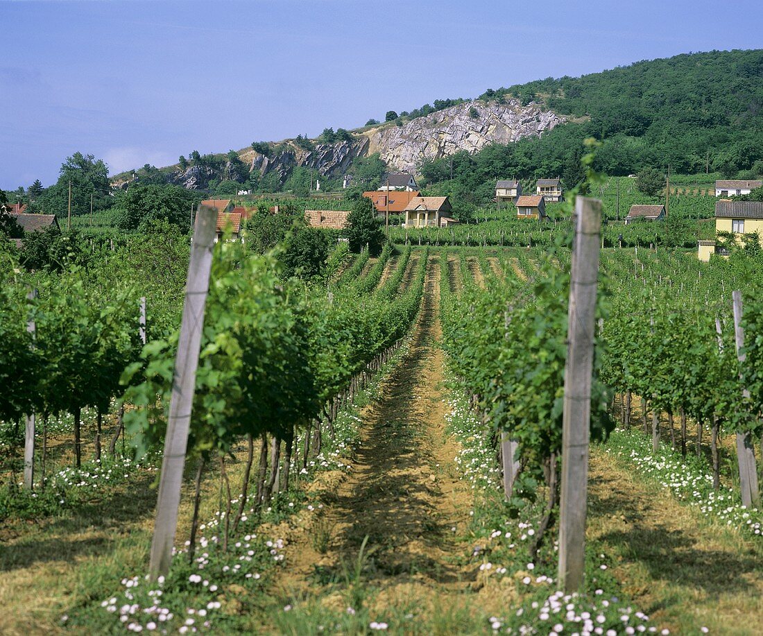 Weinberge bei Villany, Ungarn