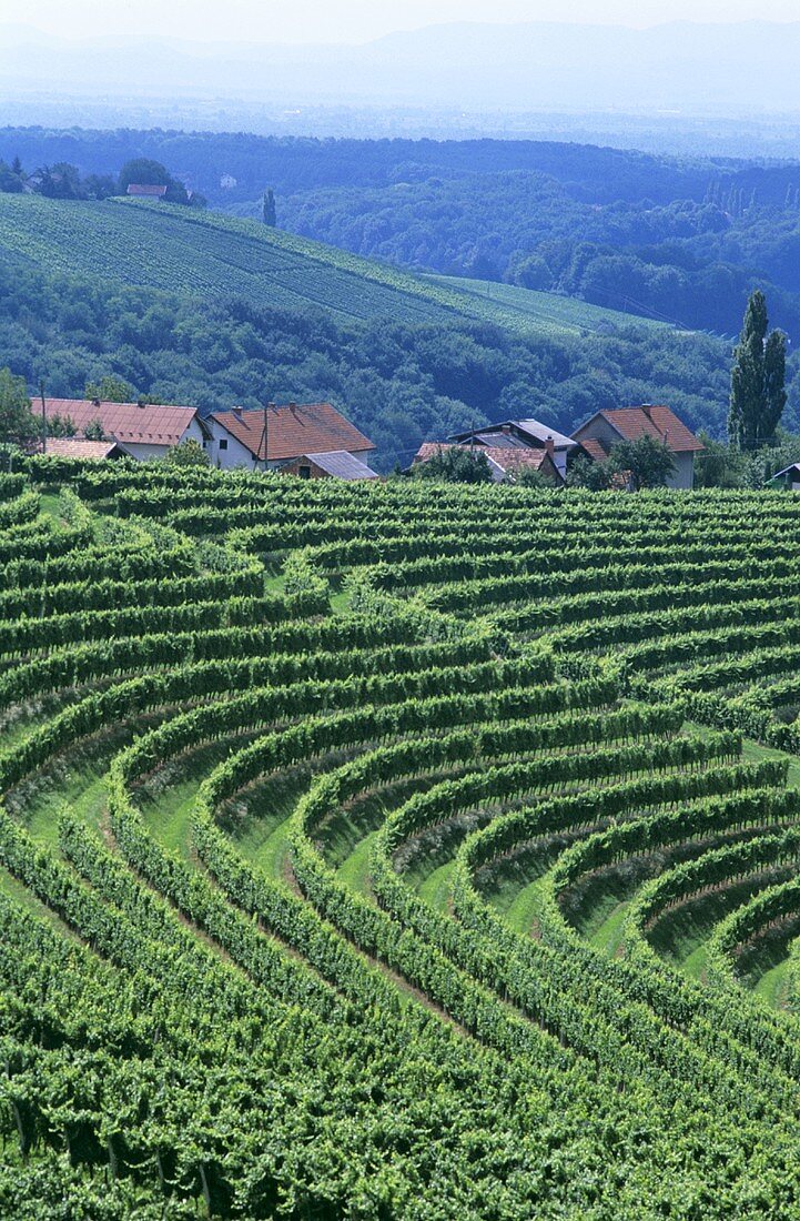 Vineyards near Ormoz, Slovenia