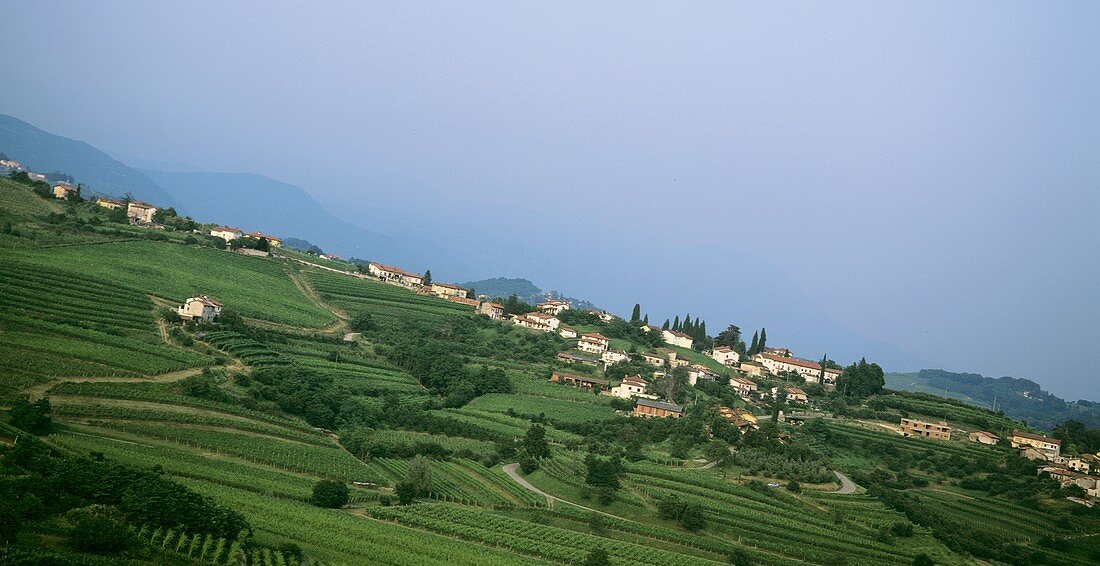 Landscape of vines near Dobrovo, Slovenia