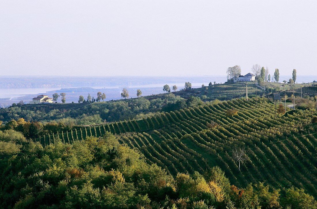 Weinberge des Weingutes Prince Stirbey, Dragasani, Rumänien