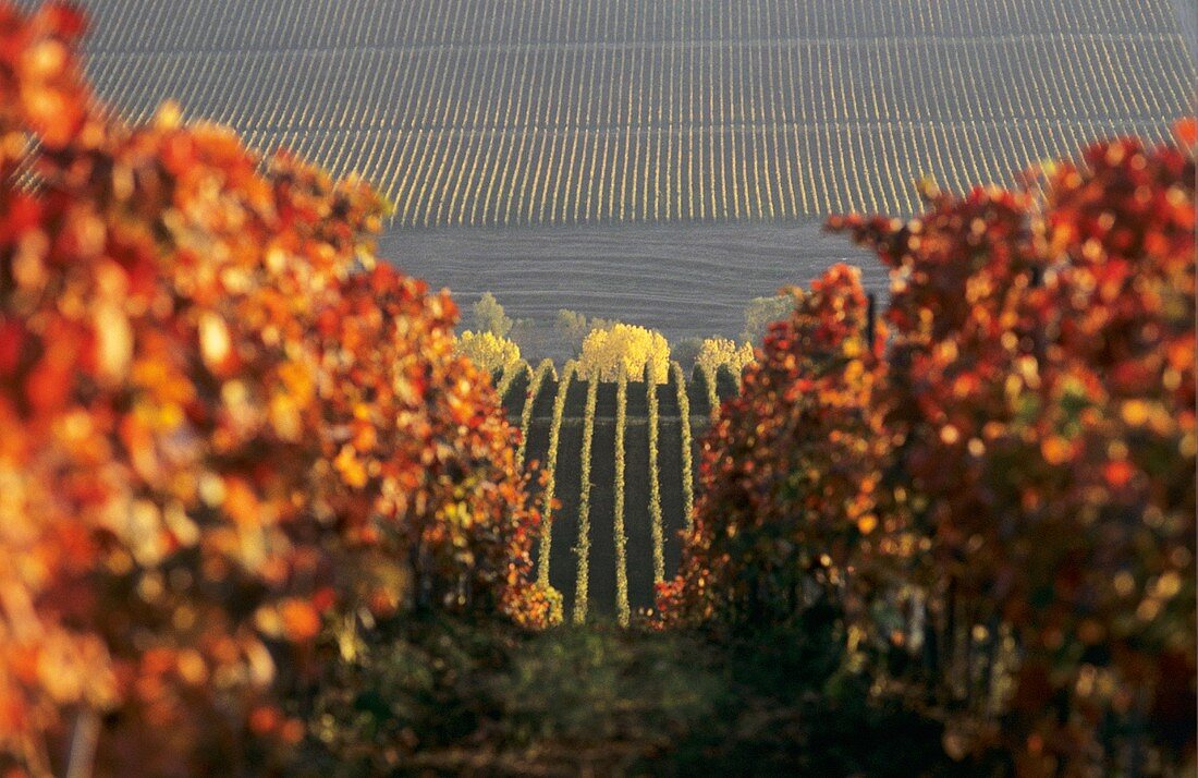 Autumn in vineyard near Oprisor, Romania