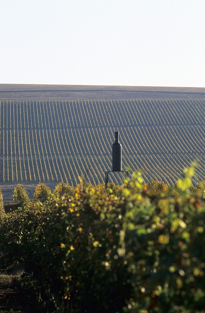 Vineyards of Carl Reh Winery, Oprisor, Romania