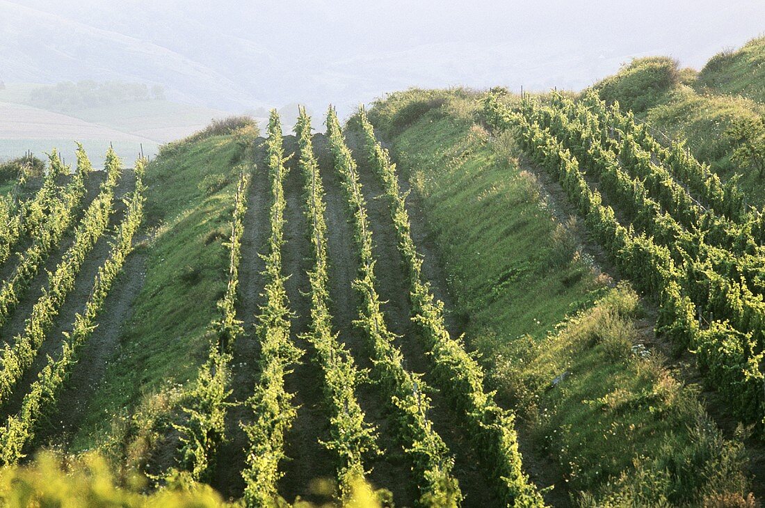 Grapevines growing on terraces in Romania