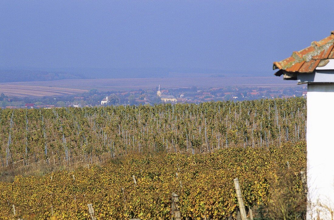 Weinberge des Weingutes Cramele Recas, Rumänien
