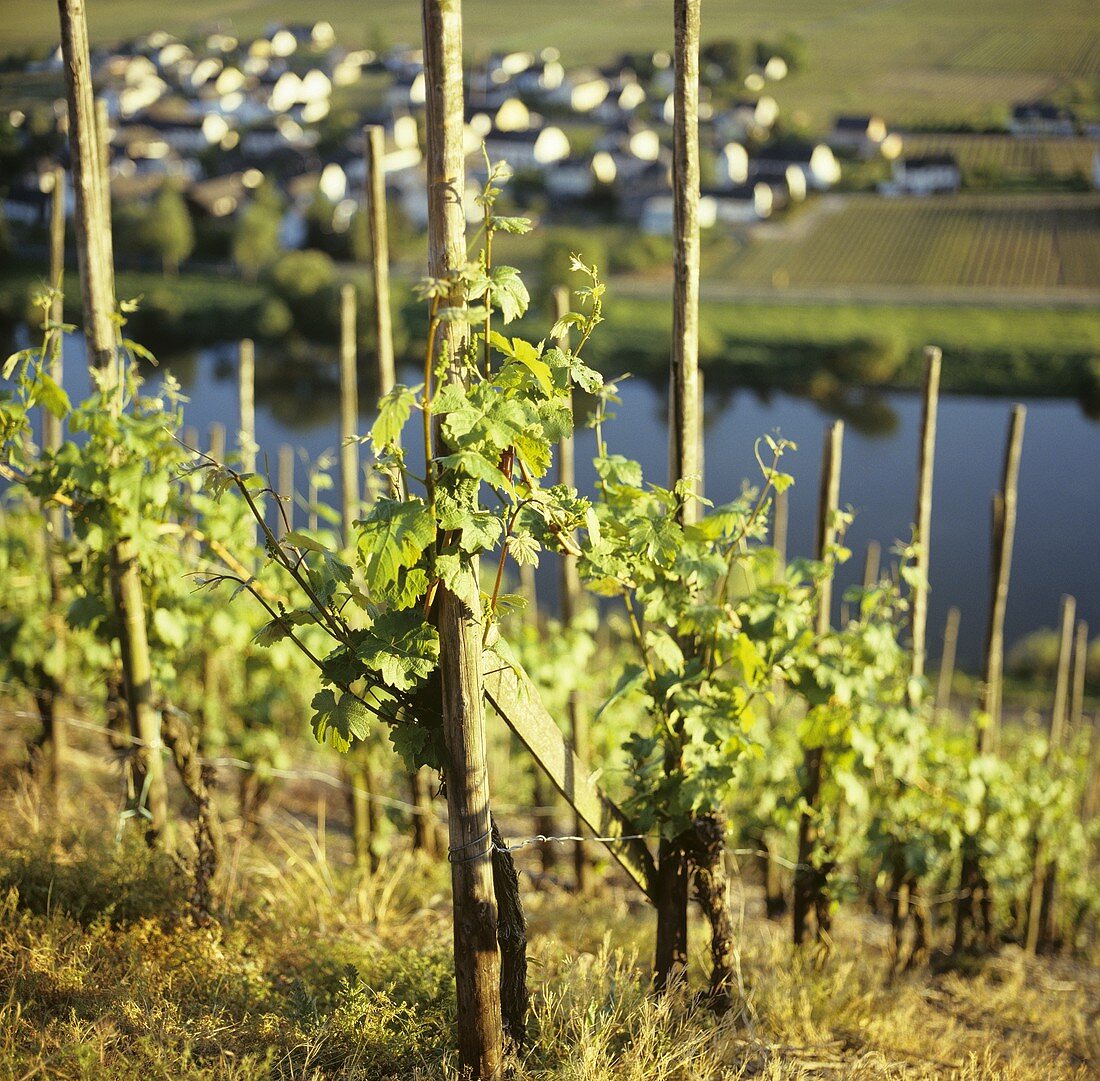 Einzelstockerziehung in einer Steillage bei Leiwen, Mosel, Deutschland