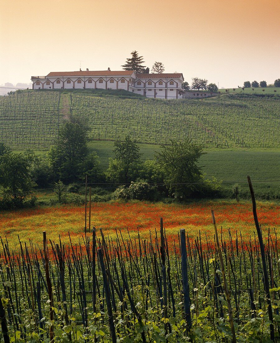 Cantina Aldo Conterno, Monforte d'Alba, Piemont, Italien