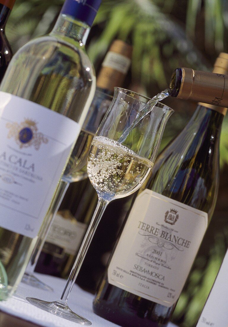 Einschenken von Sella & Mosca Weißwein, Alghero, Sardinien, Italien
