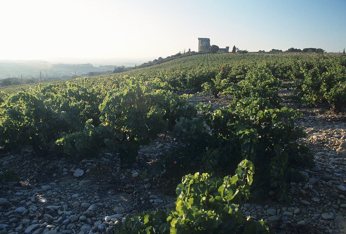 Vineyard on stony soil, Chateauneuf-du-Pape, Rhone, France
