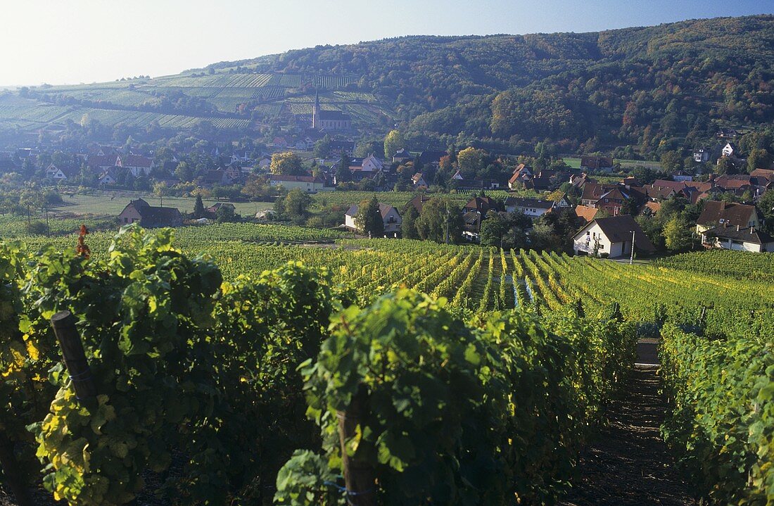 View of Andlau across vineyard, Alsace, France