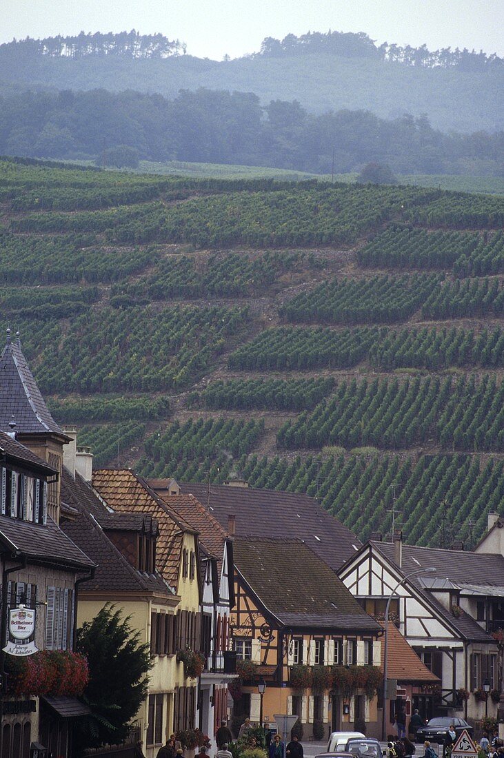 Blick von Ribeauvillé auf Weinberg, Elsass, Frankreich