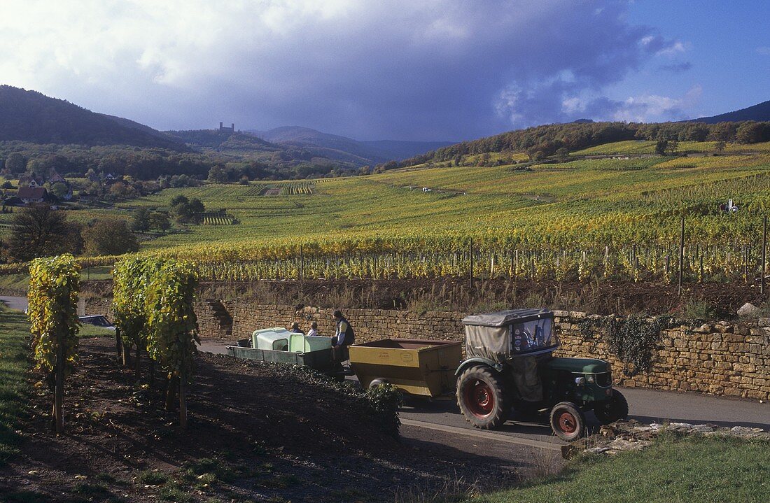 Die Lage Zotzenberg vor der Weinstadt Mittelbergheim, Elsass