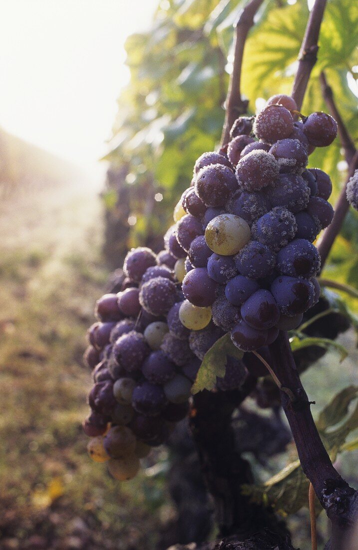 Noble rot on Semillon grapes, Château Nairac, Sauternes, Bordeaux