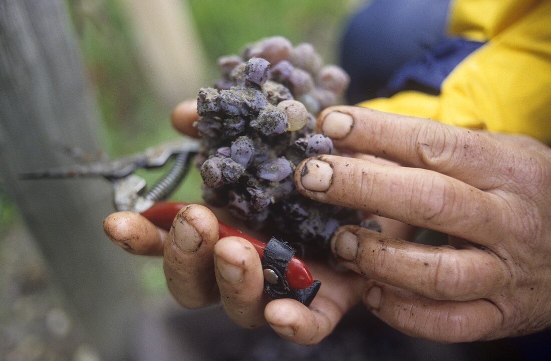 Picking Semillon grapes with noble rot, Sauternes