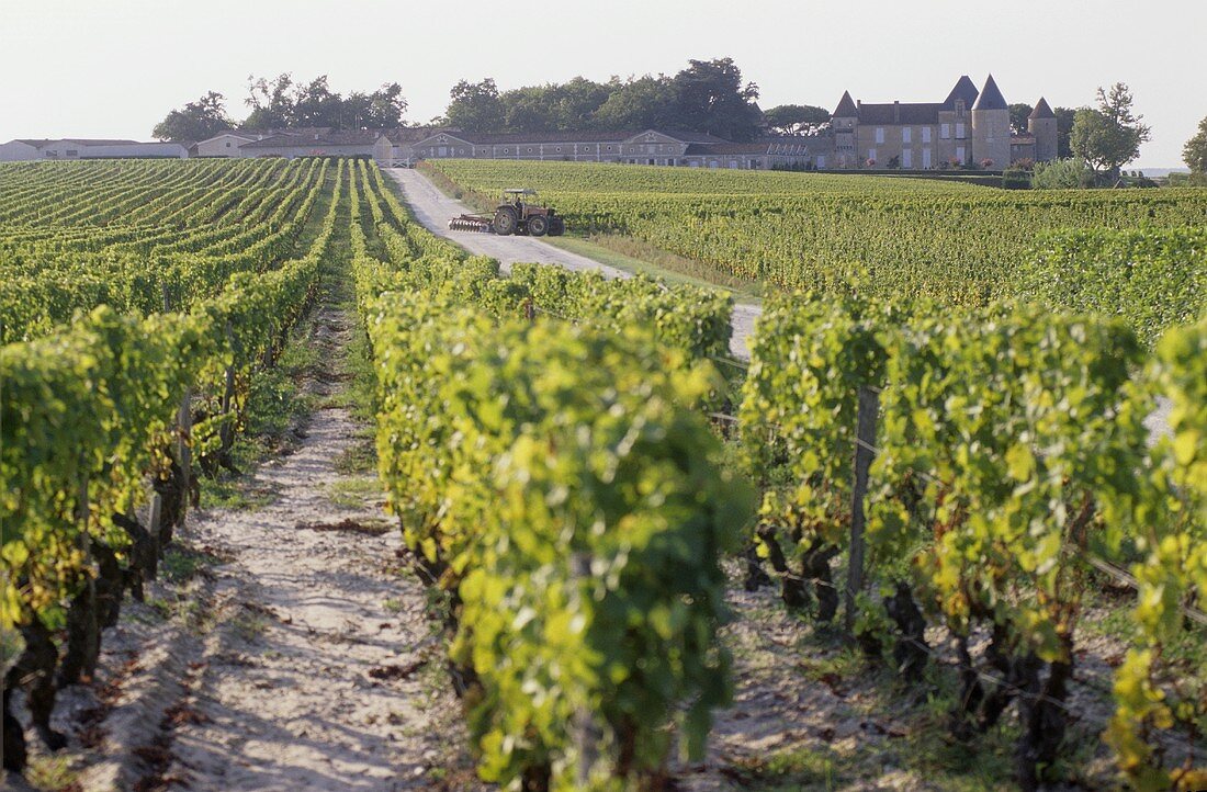 Vineyard of Château d'Yquem, Sauternes, Bordeaux