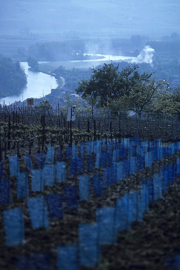 New plantation of young vines, Champagne, France