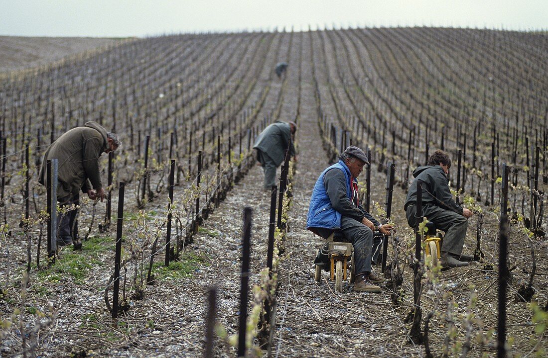 Men tying in vine shoots, Champagne, France