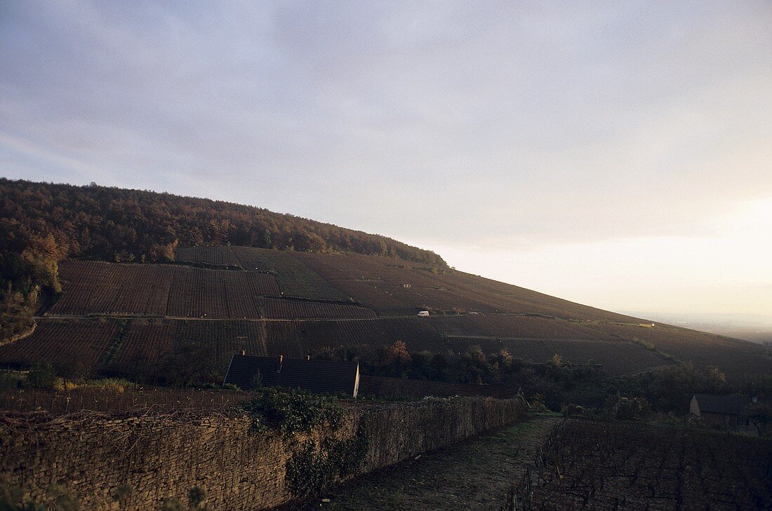 Grand Cru-Lage, Côte de Beaune, Burgund, Frankreich