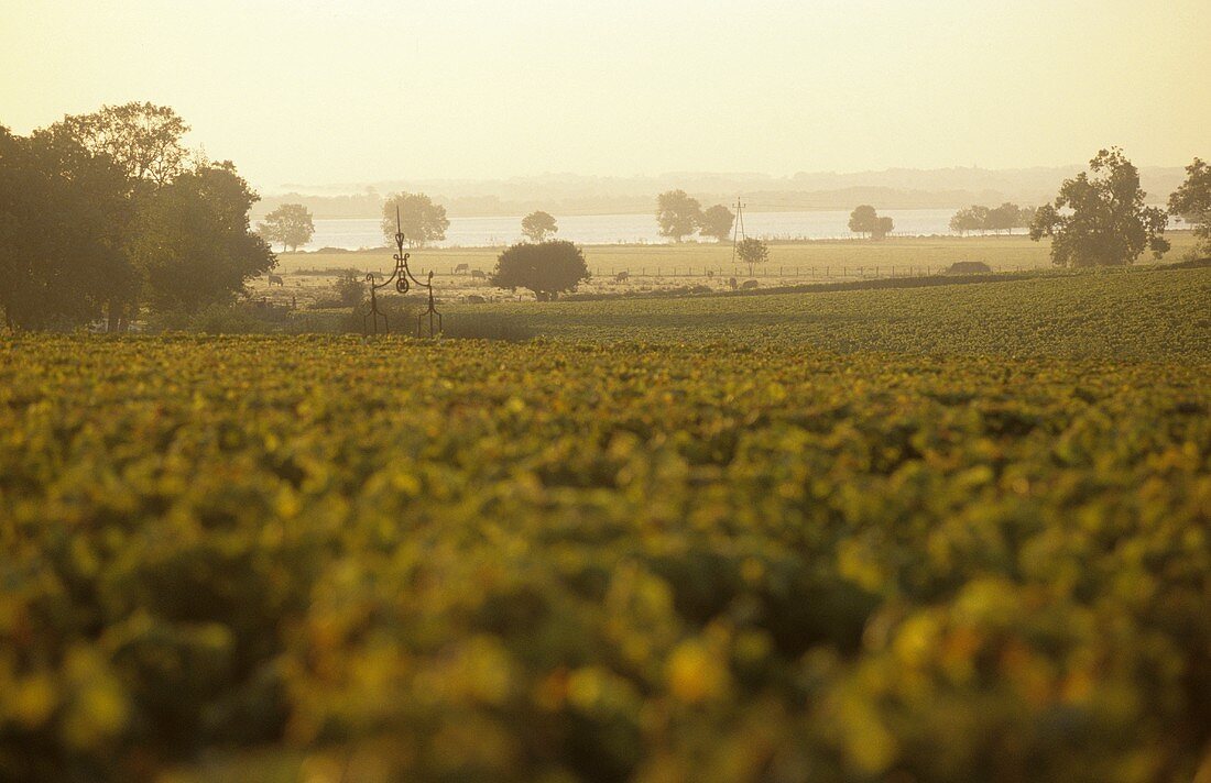 Vineyard, Chateau Latour, Gironde in background, Medoc, France