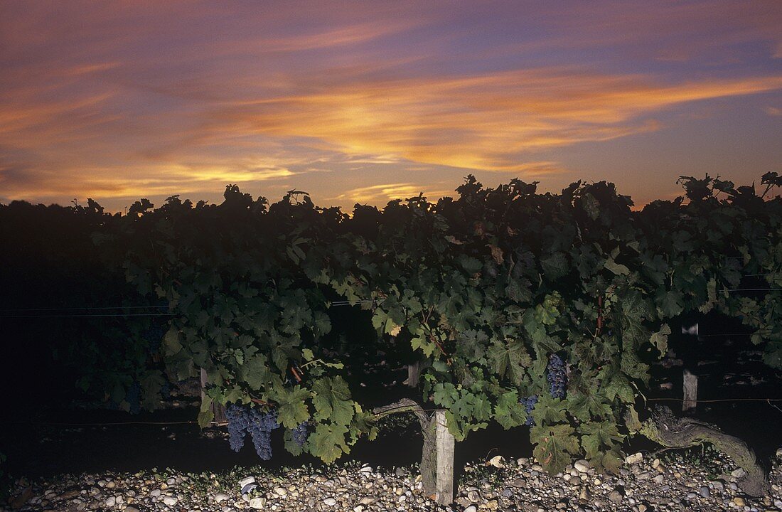 Vineyard of Chateau Leoville-Las-Cases, St-Julien, Bordeaux