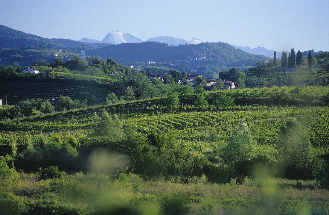 Collio region on the Slovenian border, Friuli, Italy