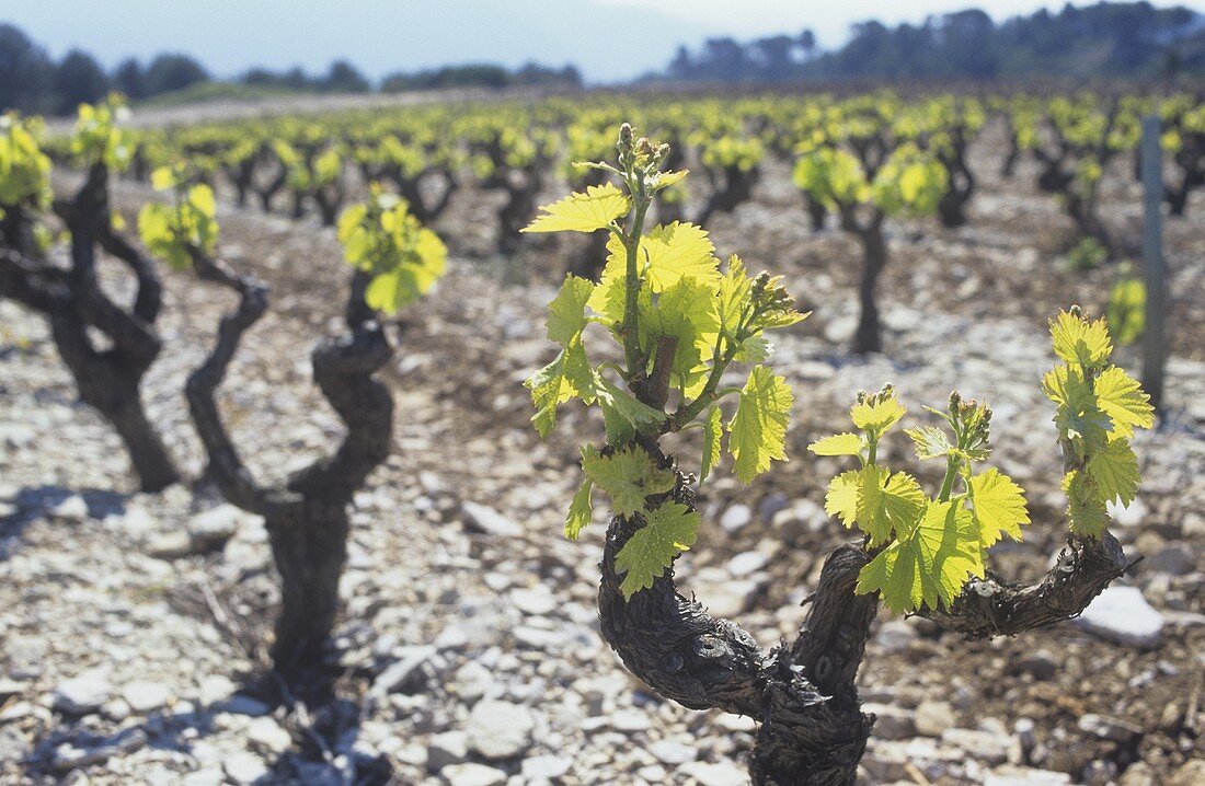 Anbau von Mourvèdre, Bandol, Provence, Frankreich