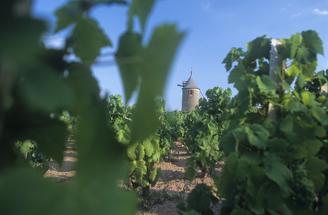 Vineyard, Moulin-a-Vent, Burgundy, France