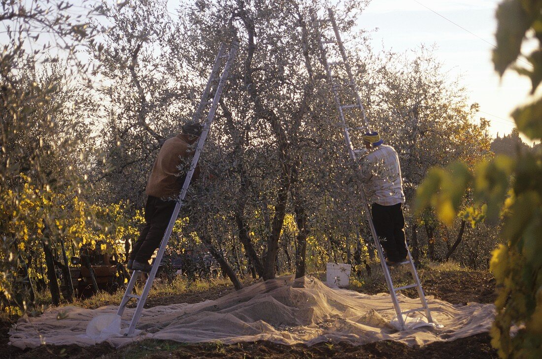 Olivenernte (Tenuta San Vito, Toskana, Italien)