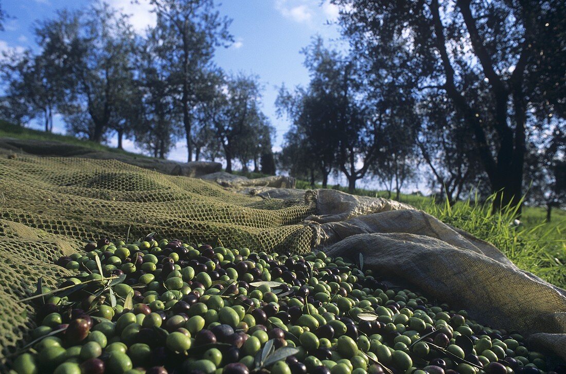 Catching nets under olive trees (Tenuta San Vito, Tuscany)