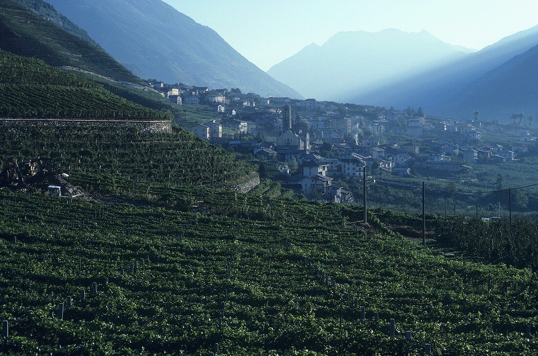 Das Weindorf Bianzone, Valtellina, Lombardei, Italien