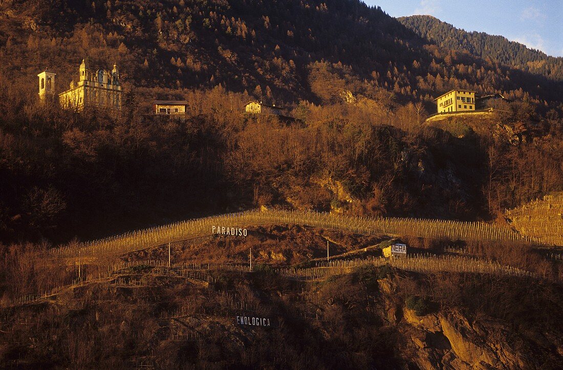 DOC 'Paradiso' vineyard site, Valtellina, Lombardy, Italy