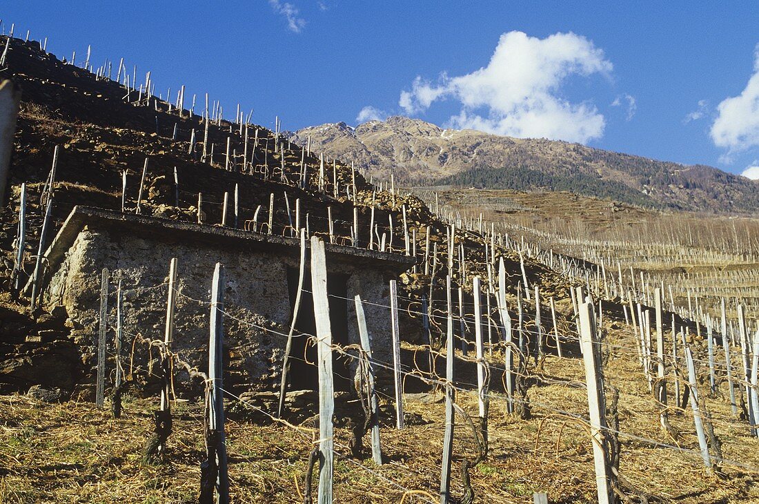 Alpine vine culture, Tirano, Valtellina, Lombardy, Italy