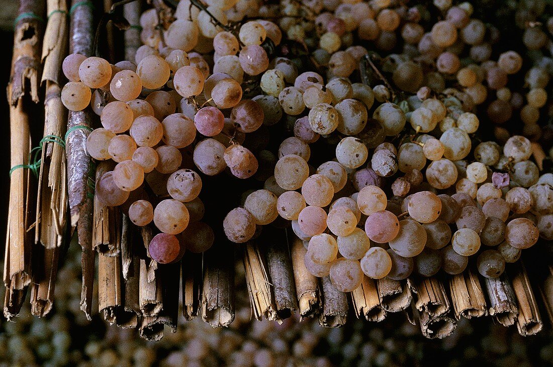 Malvasia-Trauben auf Strohmatten für Vin Santo, Toskana