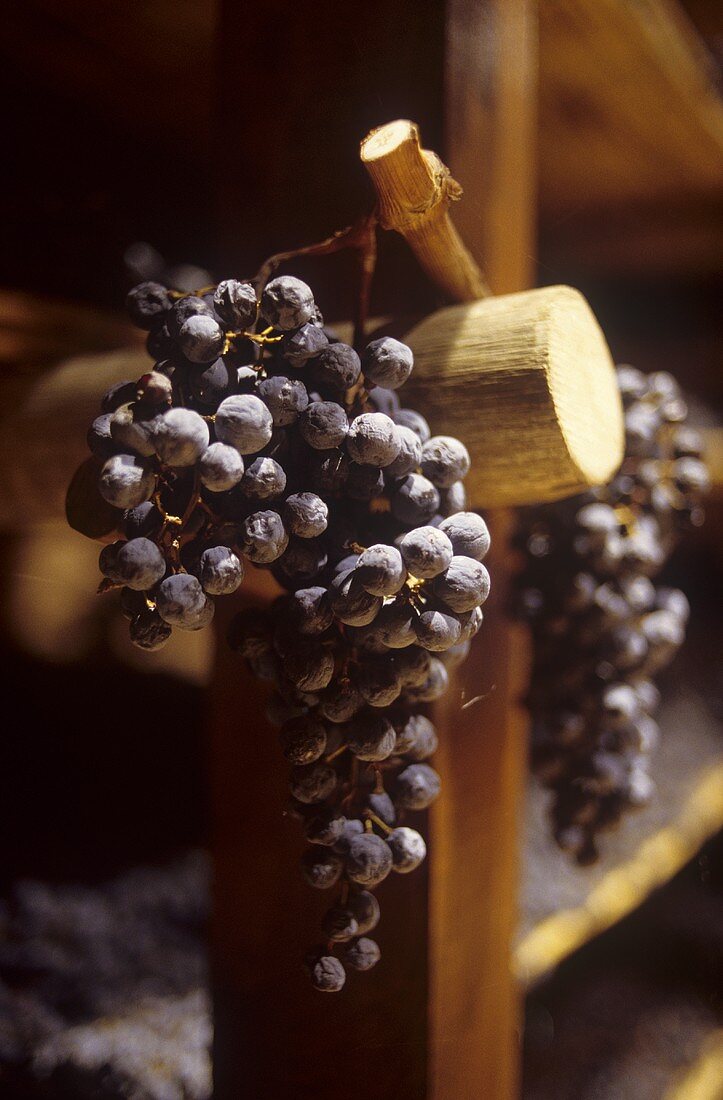 Trauben zum Trocknen für Vin Santo, Toskana