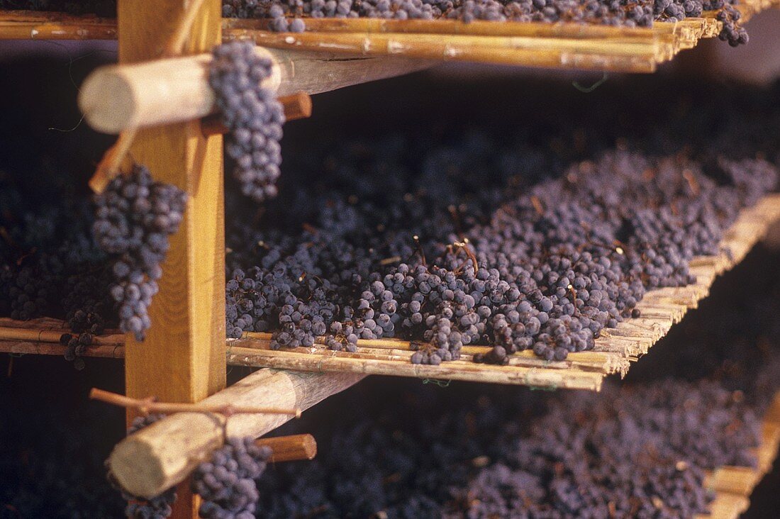 Trauben zum Trocknen auf Strohmatten für Vin Santo, Toskana
