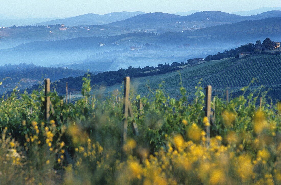 The wine-growing area of Chianti Classico,  Tuscany,  Italy