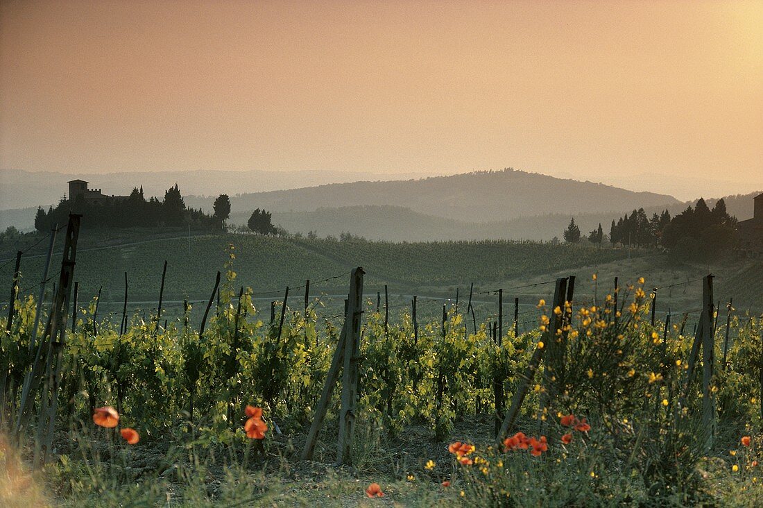 Weinberg bei Greve, Chianti Classico, Toskana, Italien