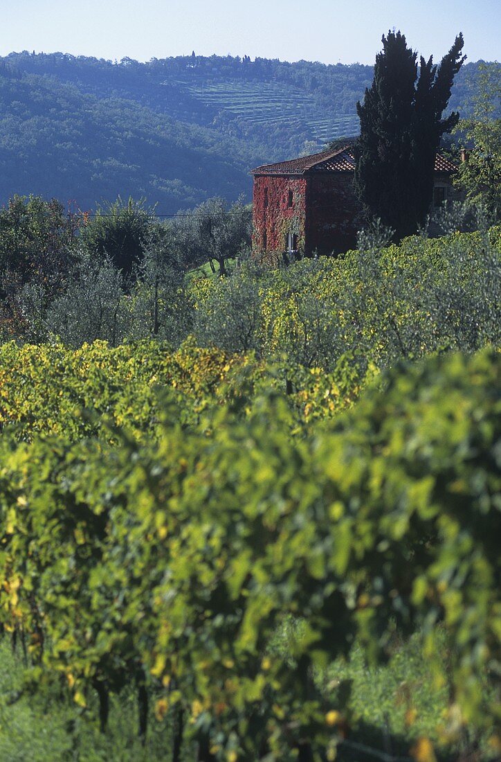 Weingut Casavecchia, Castellina in Chianti, Toskana, Italien