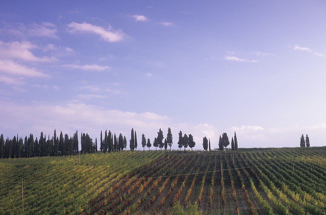 La Madonnina vineyard,  Greve,  Chianti Classico,  Tuscany