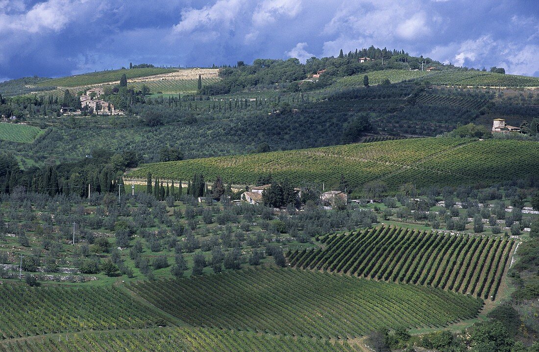 Wein- und Olivenberge, Castellina in Chianti, Toskana, Italien