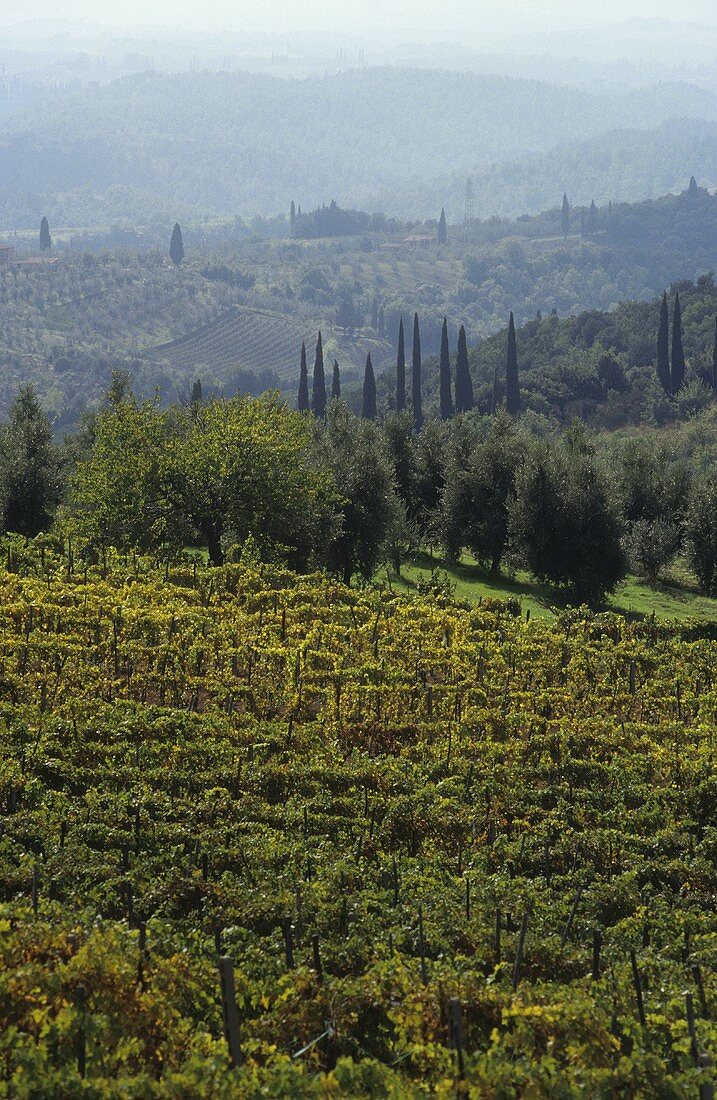 The Chianti Classico wine-growing area, Tuscany, Italy